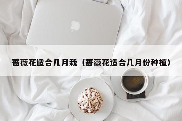 蔷薇花适合几月栽(蔷薇花适合几月份种植)