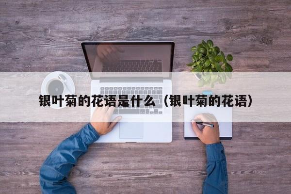 银叶菊的花语是什么（银叶菊的花语）