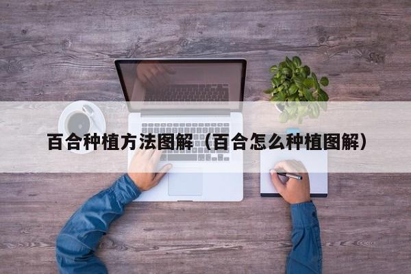 百合种植方法图解（百合怎么种植图解）