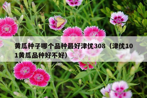 黄瓜种子哪个品种最好津优308(津优101黄瓜品种好不好)