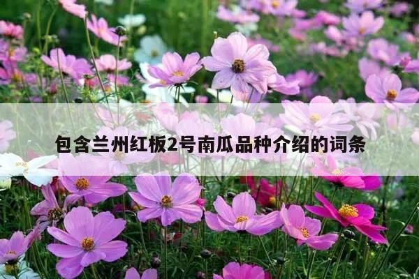 包含兰州红板2号南瓜品种介绍的词条