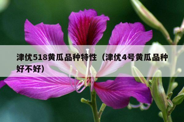 津优518黄瓜品种特性(津优4号黄瓜品种好不好)