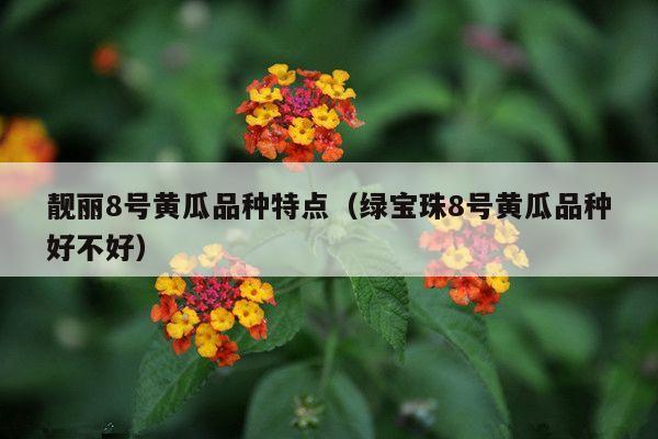 靓丽8号黄瓜品种特点(绿宝珠8号黄瓜品种好不好)