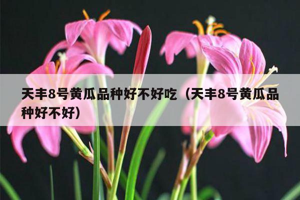 天丰8号黄瓜品种好不好吃(天丰8号黄瓜品种好不好)