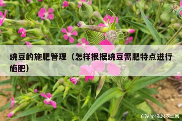 豌豆的施肥管理(怎样根据豌豆需肥特点进行施肥)