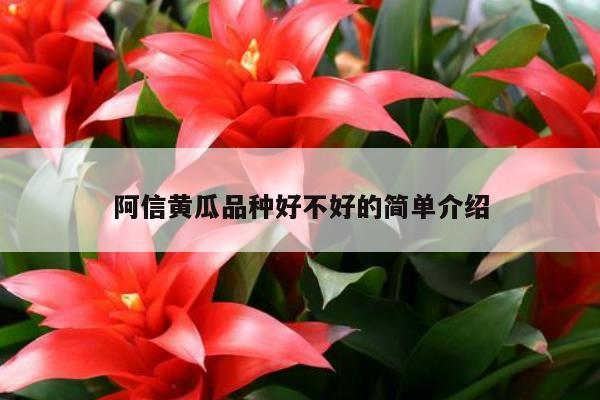 阿信黄瓜品种好不好的简单介绍