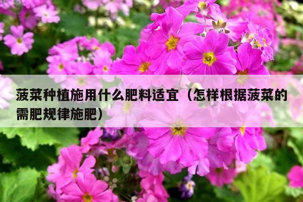 菠菜种植施用什么肥料适宜(怎样根据菠菜的需肥规律施肥)