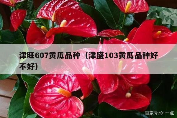 津旺607黄瓜品种(津盛103黄瓜品种好不好)