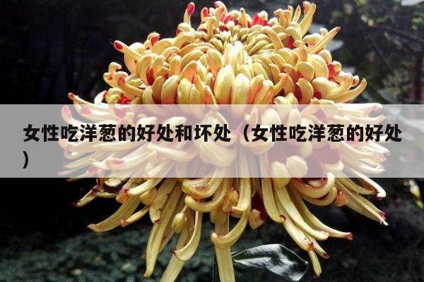 女性吃洋葱的好处和坏处(女性吃洋葱的好处)