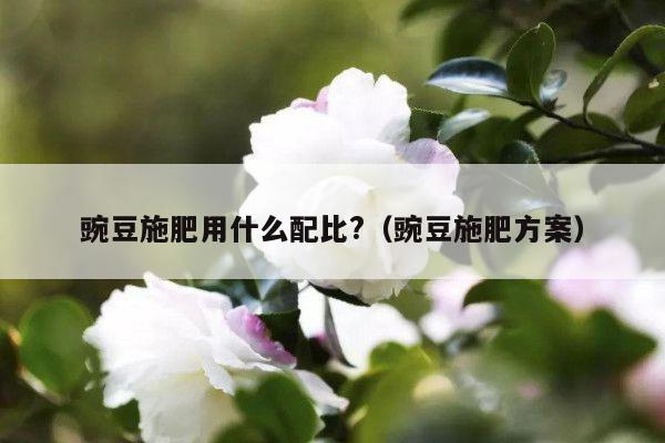 豌豆施肥用什么配比?(豌豆施肥方案)