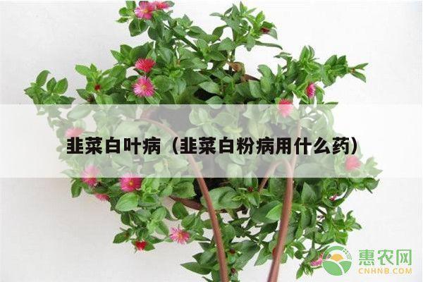 韭菜白叶病(韭菜白粉病用什么药)