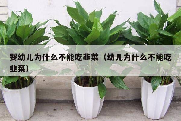 婴幼儿为什么不能吃韭菜(幼儿为什么不能吃韭菜)
