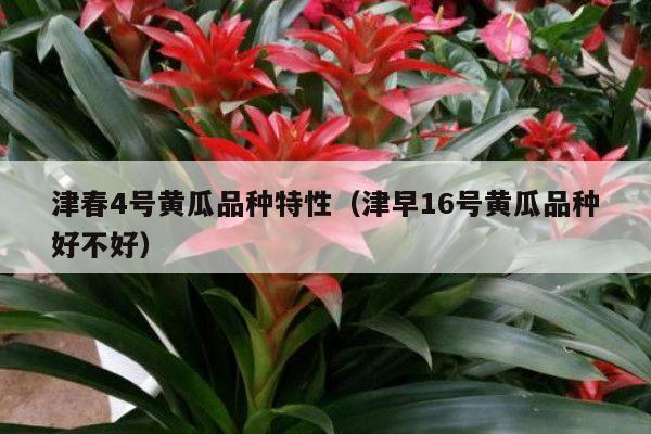 津春4号黄瓜品种特性(津早16号黄瓜品种好不好)