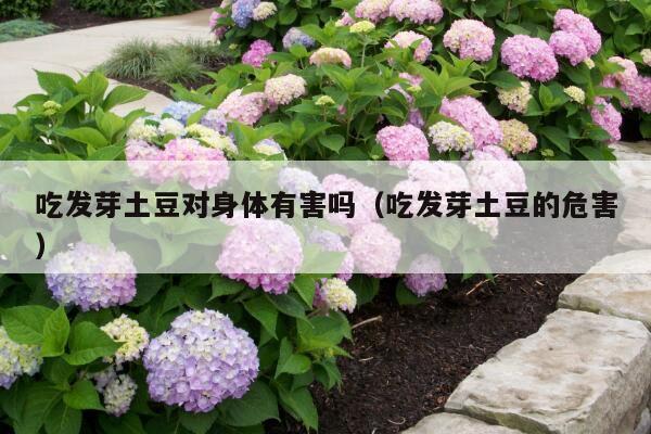 吃发芽土豆对身体有害吗(吃发芽土豆的危害)