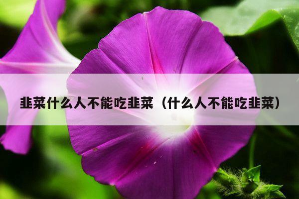 韭菜什么人不能吃韭菜(什么人不能吃韭菜)