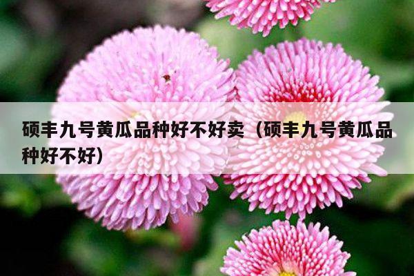 硕丰九号黄瓜品种好不好卖(硕丰九号黄瓜品种好不好)