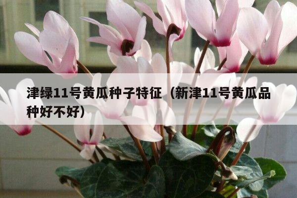 津绿11号黄瓜种子特征(新津11号黄瓜品种好不好)