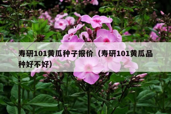 寿研101黄瓜种子报价(寿研101黄瓜品种好不好)