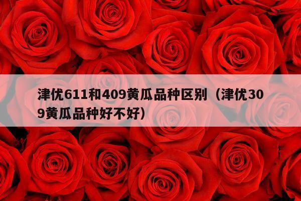 津优611和409黄瓜品种区别(津优309黄瓜品种好不好)