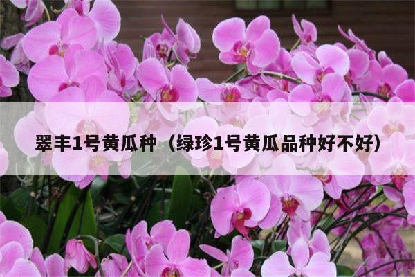 翠丰1号黄瓜种(绿珍1号黄瓜品种好不好)