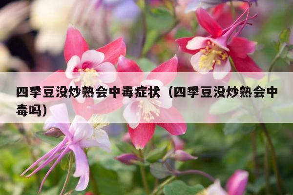 四季豆没炒熟会中毒症状（四季豆没炒熟会中毒吗）