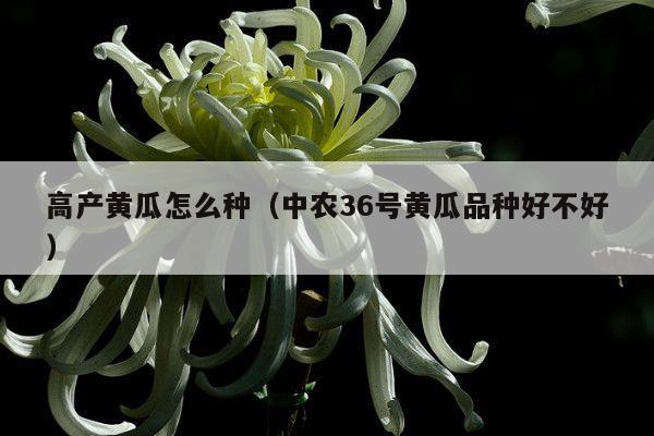 高产黄瓜怎么种(中农36号黄瓜品种好不好)