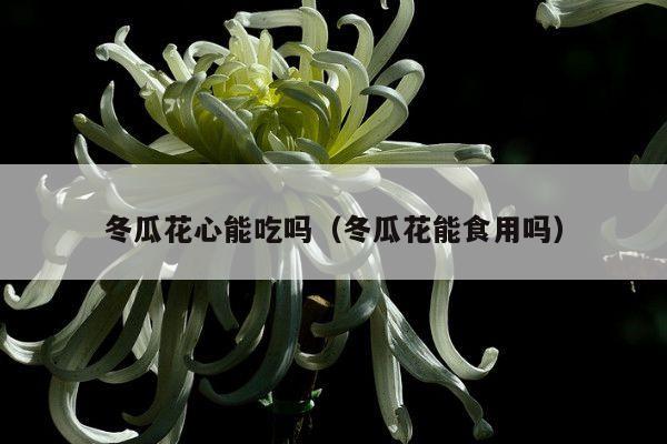 冬瓜花心能吃吗(冬瓜花能食用吗)