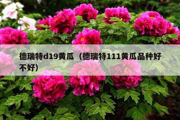 德瑞特d19黄瓜（德瑞特111黄瓜品种好不好）