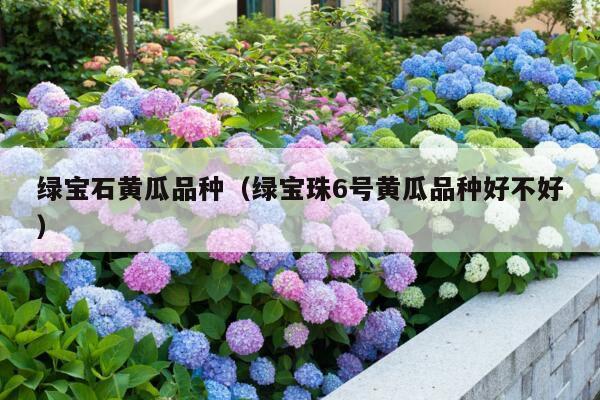 绿宝石黄瓜品种(绿宝珠6号黄瓜品种好不好)