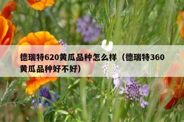德瑞特620黄瓜品种怎么样(德瑞特360黄瓜品种好不好)