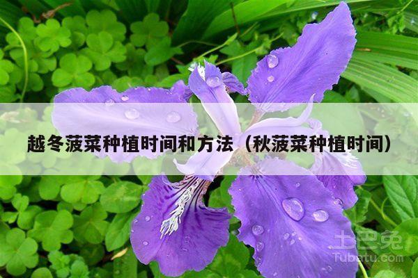 越冬菠菜种植时间和方法(秋菠菜种植时间)