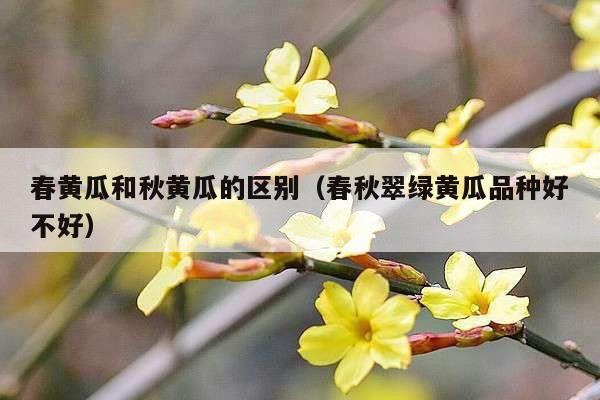 春黄瓜和秋黄瓜的区别(春秋翠绿黄瓜品种好不好)