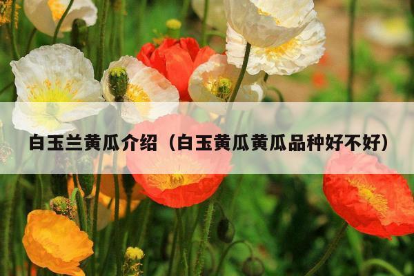 白玉兰黄瓜介绍（白玉黄瓜黄瓜品种好不好）