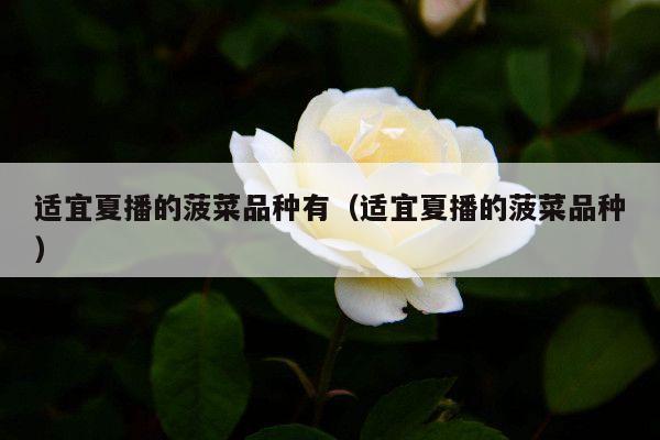 适宜夏播的菠菜品种有(适宜夏播的菠菜品种)
