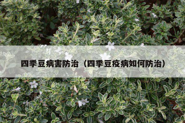 四季豆病害防治（四季豆疫病如何防治）