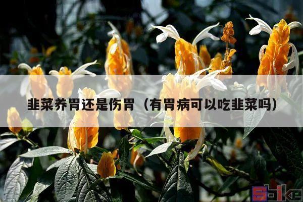 韭菜养胃还是伤胃（有胃病可以吃韭菜吗）