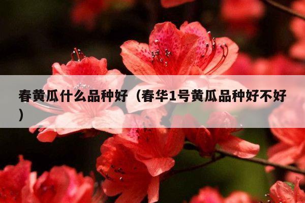 春黄瓜什么品种好(春华1号黄瓜品种好不好)