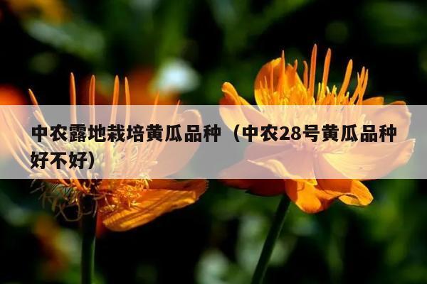 中农露地栽培黄瓜品种（中农28号黄瓜品种好不好）