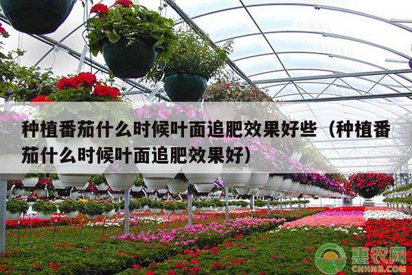 种植番茄什么时候叶面追肥效果好些（种植番茄什么时候叶面追肥效果好）