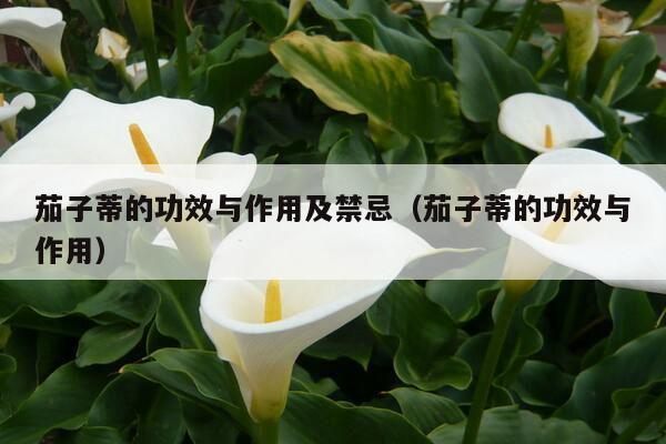 茄子蒂的功效与作用及禁忌(茄子蒂的功效与作用)