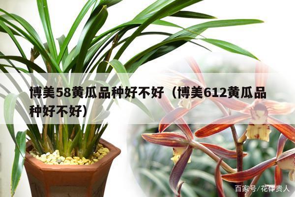 博美58黄瓜品种好不好(博美612黄瓜品种好不好)