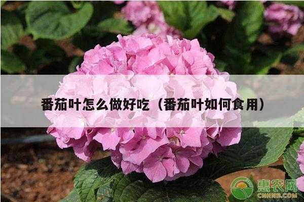 番茄叶怎么做好吃(番茄叶如何食用)
