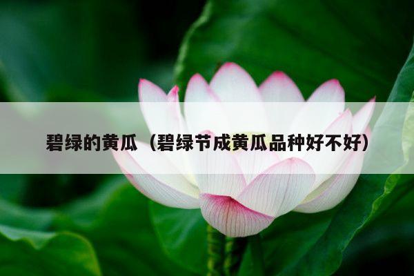 碧绿的黄瓜(碧绿节成黄瓜品种好不好)