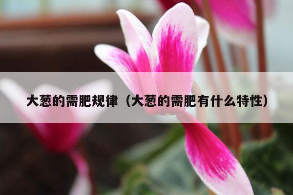大葱的需肥规律(大葱的需肥有什么特性)
