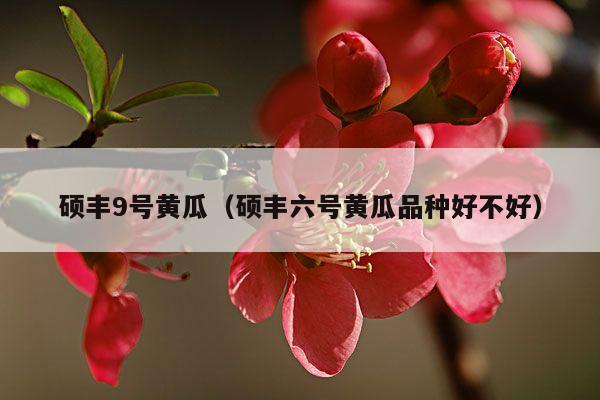 硕丰9号黄瓜(硕丰六号黄瓜品种好不好)