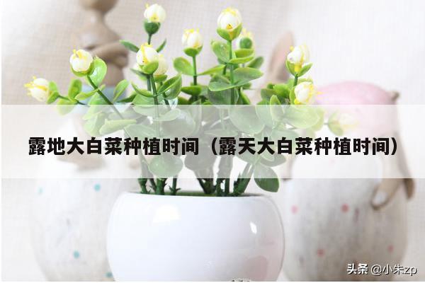 露地大白菜种植时间(露天大白菜种植时间)