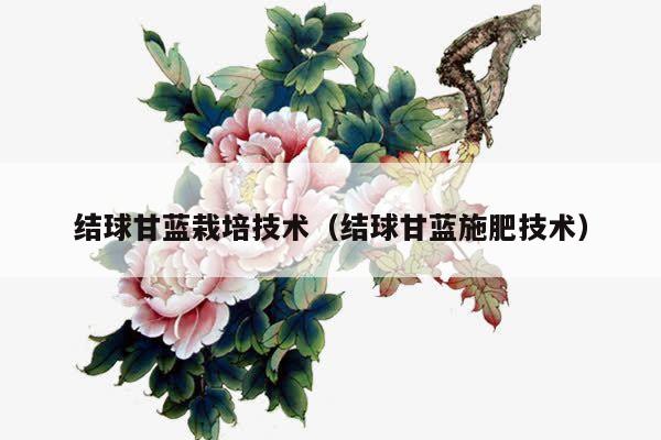 结球甘蓝栽培技术（结球甘蓝施肥技术）