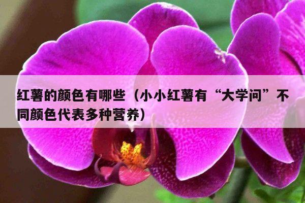 红薯的颜色有哪些(小小红薯有“大学问”不同颜色代表多种营养)