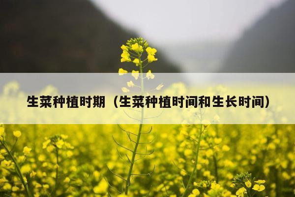 生菜种植时期(生菜种植时间和生长时间)