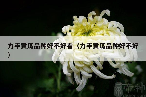 力丰黄瓜品种好不好看（力丰黄瓜品种好不好）